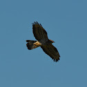 Common buzzard