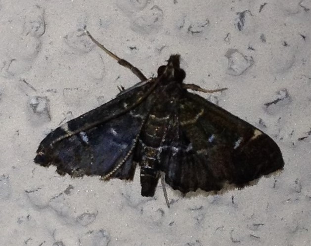 Crambid Snout Moth