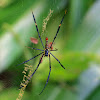 Golden Web Spider (or Golden Orb Spider)