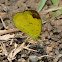 Chocolate Grass Yellow