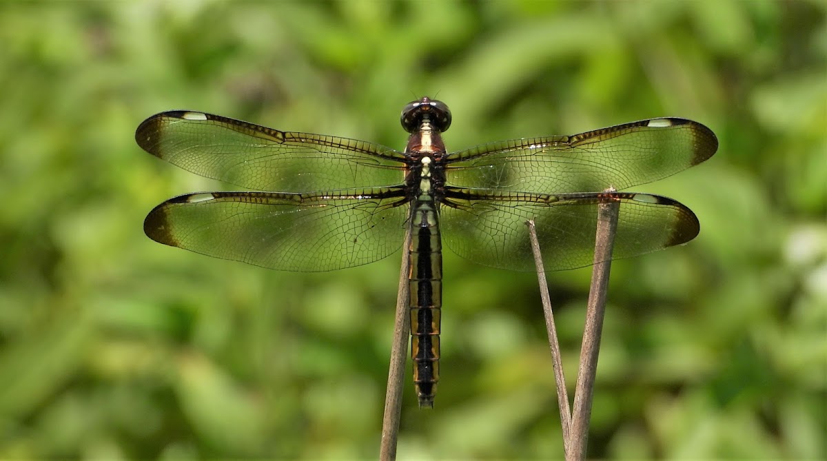 Spangled skimmer (female)