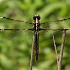 Spangled skimmer (female)