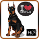 Download Doberman Dog Wallpapers For PC Windows and Mac 1.0