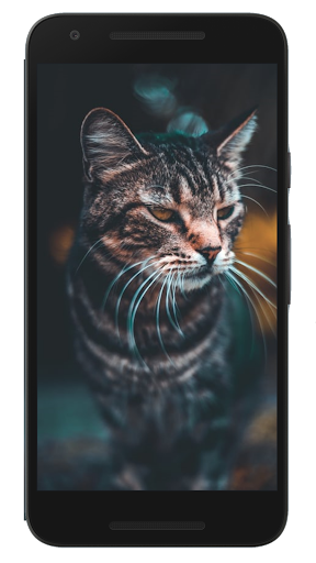 ?Cute Cat Wallpapers 2020?