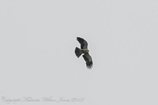 Booted Eagle; Aguila Calzada