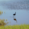 Little blue heron