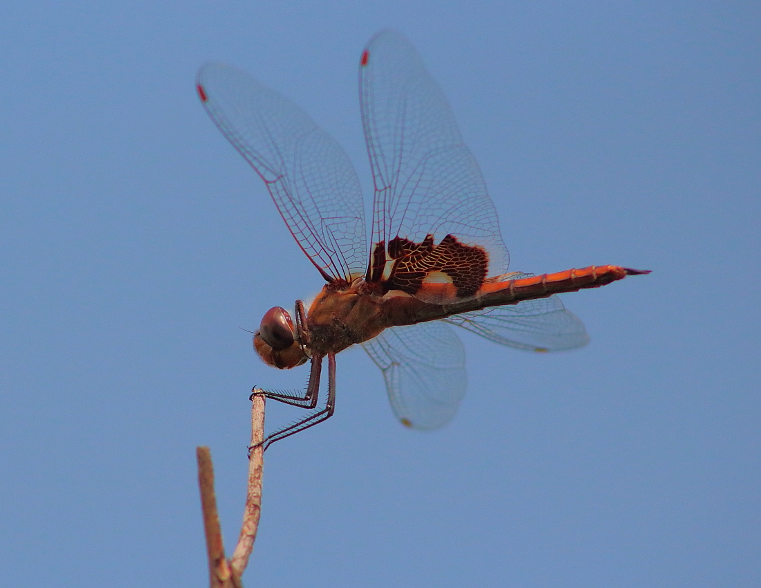 Red Saddlebags