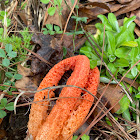 Column stinkhorn