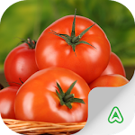 Pragas do Tomate Apk