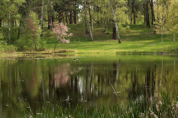 Green Oasis di Isikku