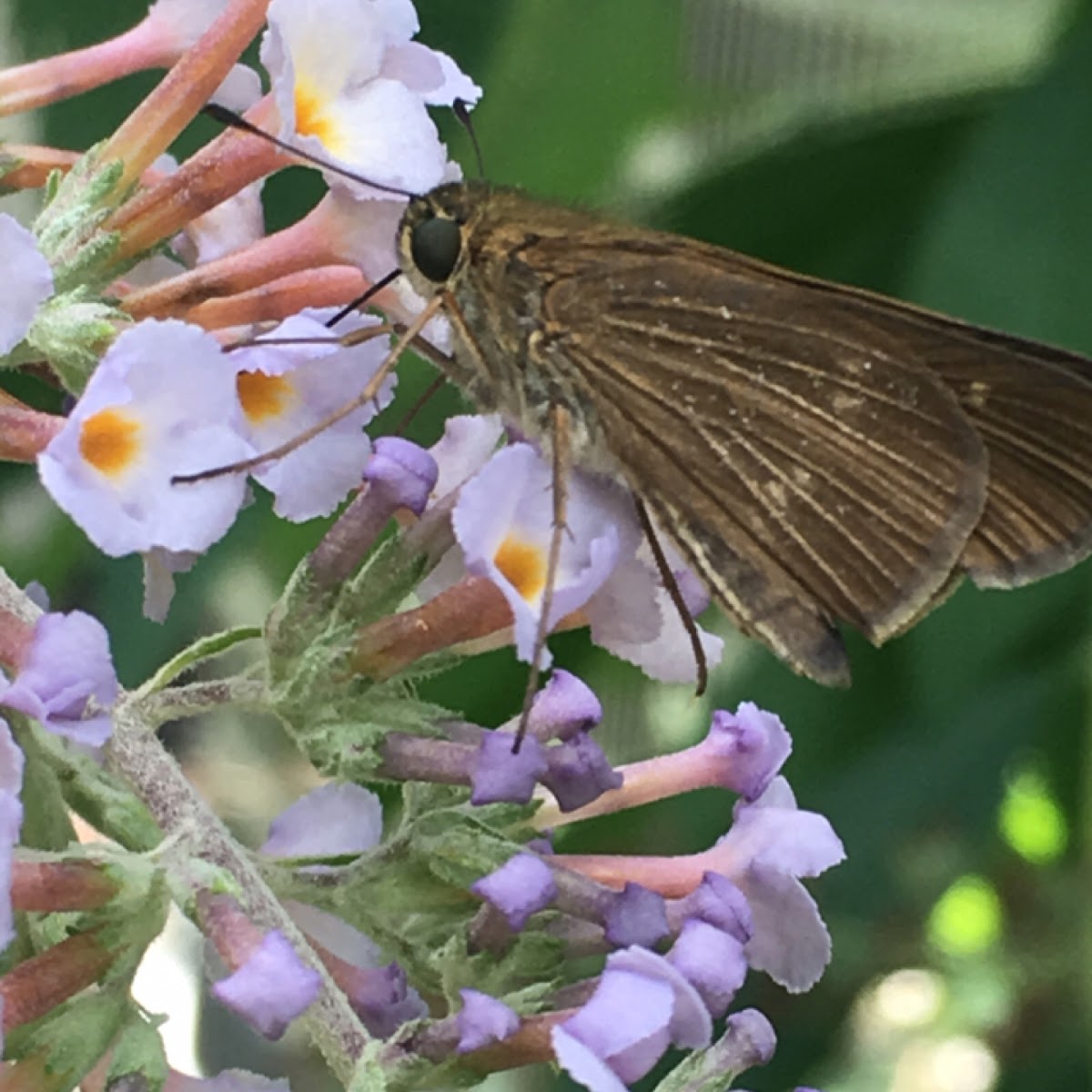 Some kind of skipper