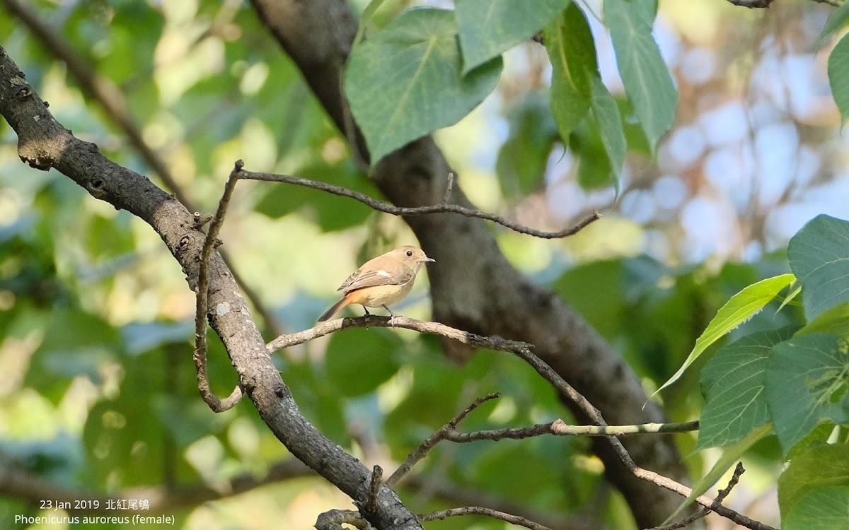 Phoenicurus auroreus 北紅尾鴝