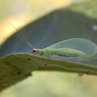 Lacewing