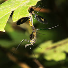 Crane Fly