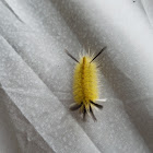 American Dagger Moth