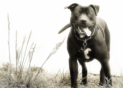 Pitbull Dog Live Wallpaper HD