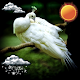 Download Exotic Birds Weather Clock For PC Windows and Mac 1.0