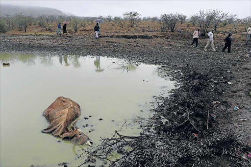 LIFE AND DEATH: Farmers from the Raymond Mhlaba municipality walk past a dam in Balfour after visiting an area that was struck by the drought. Seen here is the carcass of a cow which died before rains added some water to the previously empty dam Picture: MICHAEL PINYANA