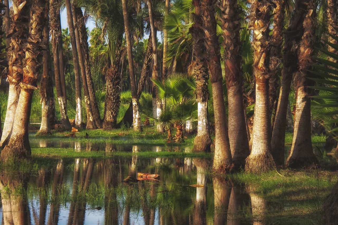 Foto: Estero San José