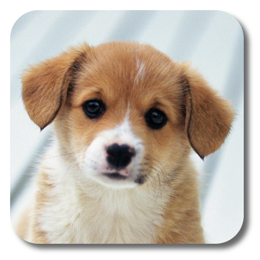 Puppies Live Wallpaper 個人化 App LOGO-APP開箱王