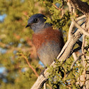 Western bluebird (male)