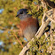 Western bluebird (male)