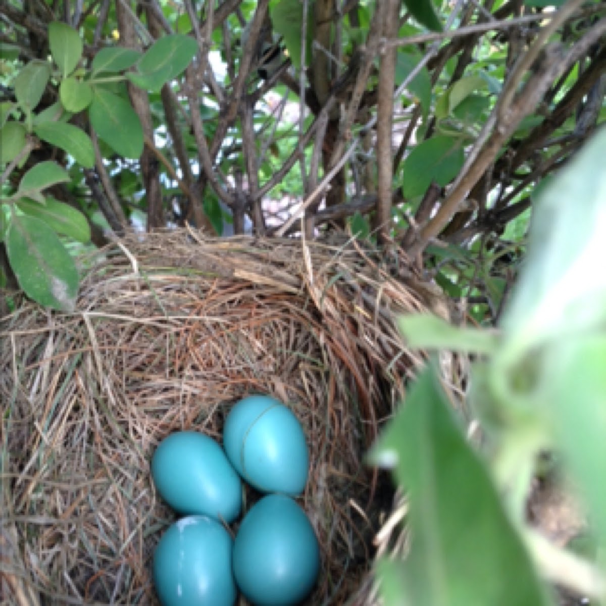 Robin eggs