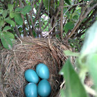 Robin eggs