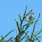 Cedar Waxwing