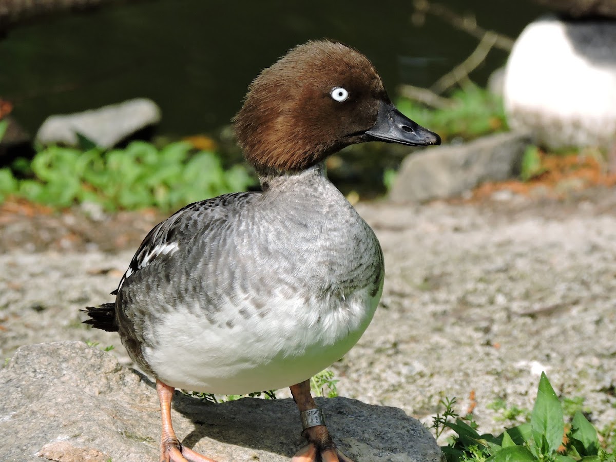 Goldeneye (Juvenile)