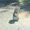 Eastern gray squirrel