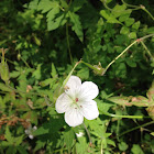 Wild Geranium