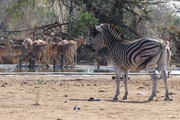 SUDÁFRICA, DOS SEMANAS POR EL KRUGER Y LA COSTA SUR - Blogs de Sudáfrica - KRUGER DÍA 4: SKUKUZA (2)