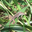 Brown Anole