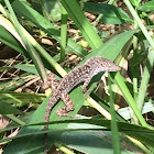 Brown Anole