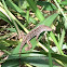 Brown Anole