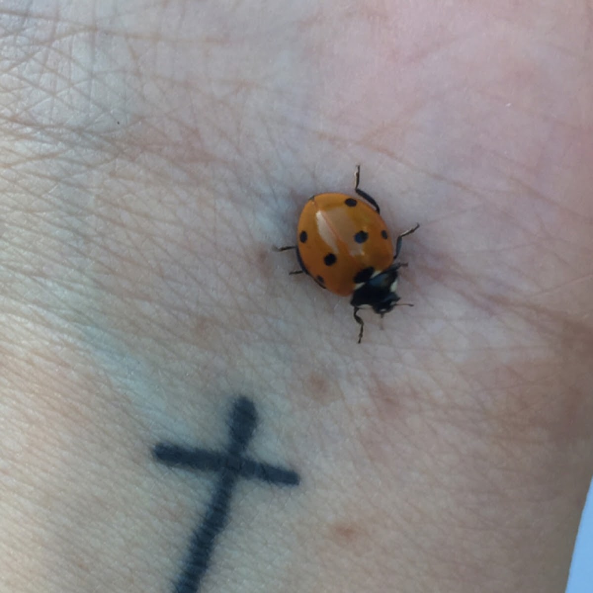 Seven-spotted Lady Beetle