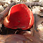 Scarlet Elf Cup