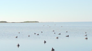 Closing down Waterfowl thumbnail