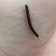 Greenhouse Millipede