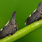 Treehopper