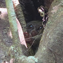 Gursky's Spectral Tarsier