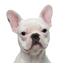 French Bulldog Themes & New Tab