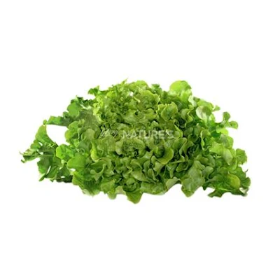 Lettuce Oakleaf Green - Exotic - 500 gm