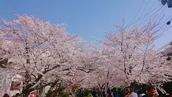 入学式からの