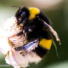 White-tailed Bumble Bee