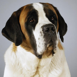 St Bernards Jigsaw Puzzle.apk 1.0