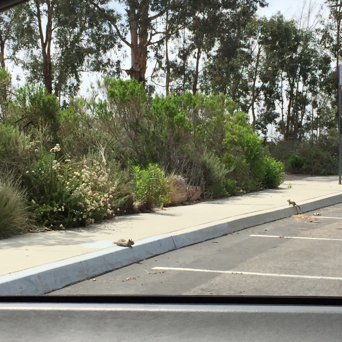 California Ground Squirrel