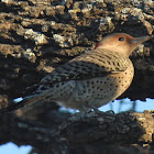 Northern Flicker