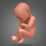 Pregnancy and childbirth. Pregnancy Calendar. bump  Icon